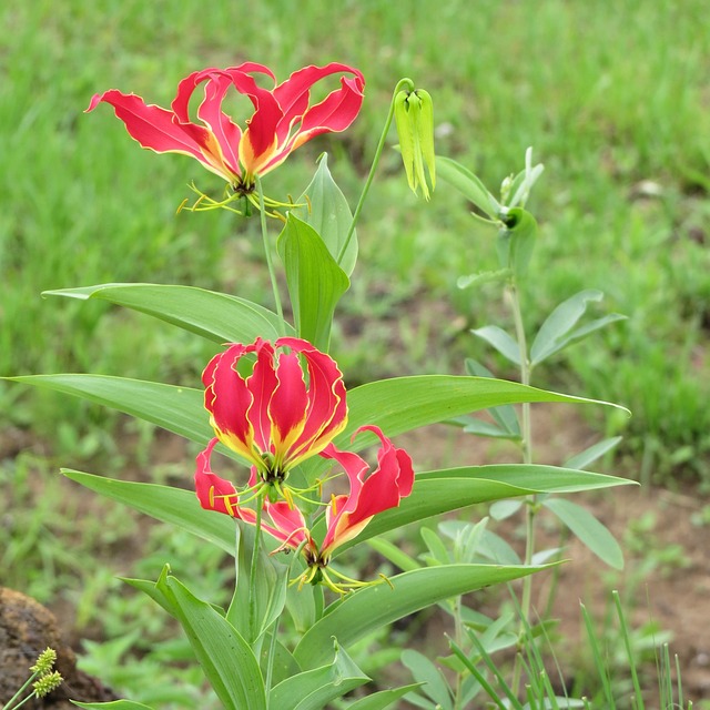 Kalihari flower